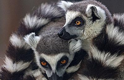 Steam新一周销量榜：Steam Deck二十一连冠